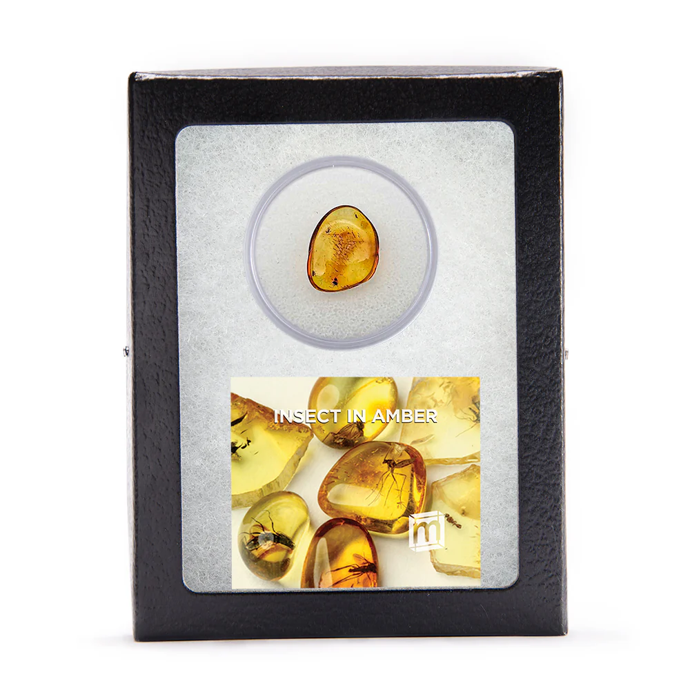 Insect in Amber - Baltic Amber - Image 4