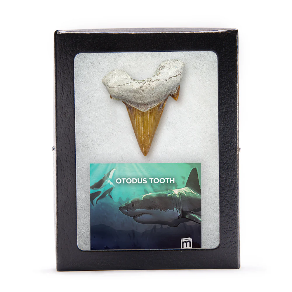 Otodus Fossil Tooth - First Megatooth Shark - Image 3