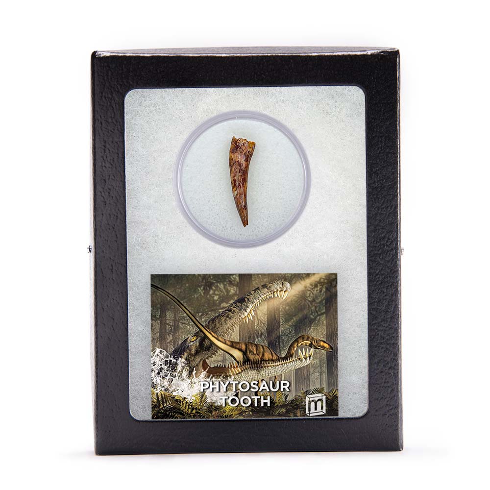 Phytosaur Teeth - Classic Riker Box Specimens - Image 4