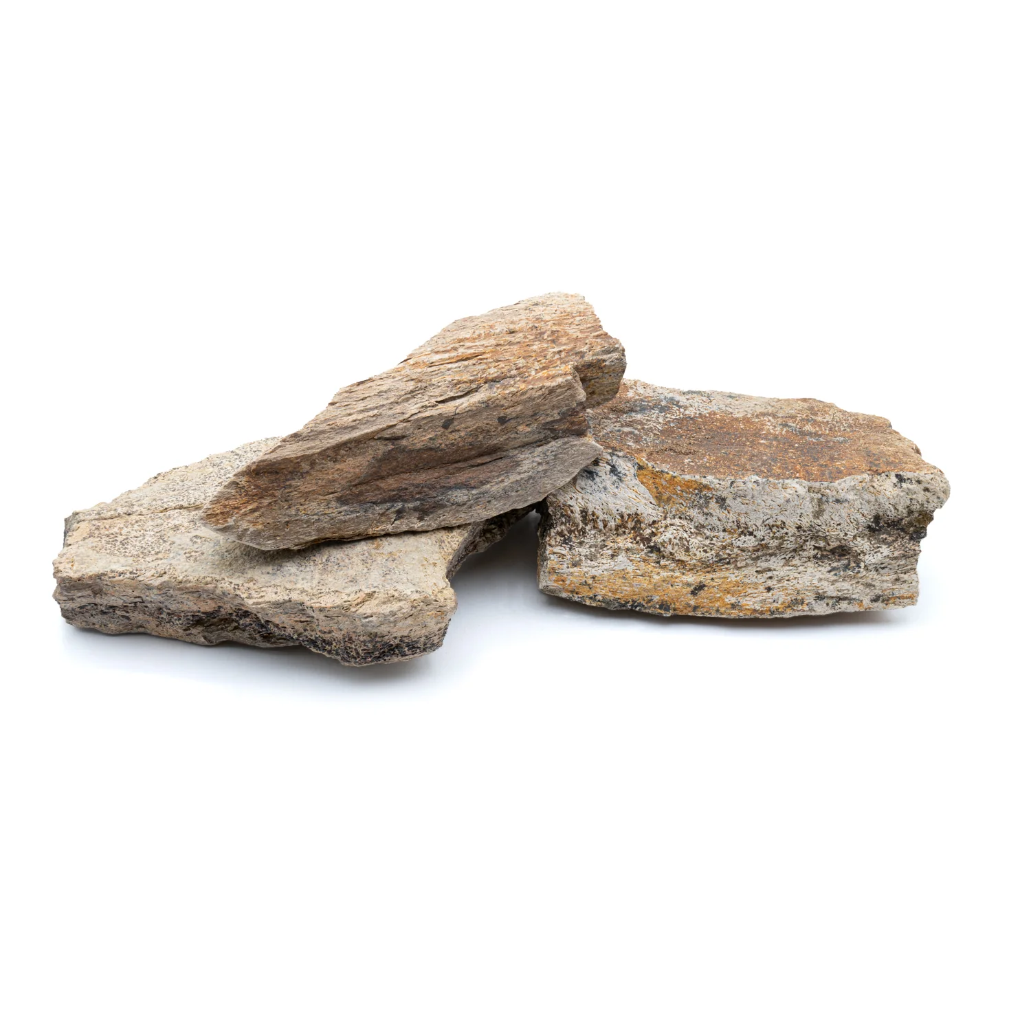 Triceratops Frill Classic Boxed Specimens - Image 5